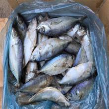 Whole frozen big eye scad with high quality