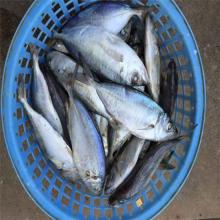 Frozen bigeye scad fish whole round