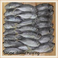 6-8PCS/KG hot selling frozen whole big eye horse mackerel