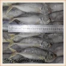 frozen horse mackerel fish with good price from China supplier