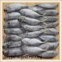frozen japanese jack mackerel trachurus japonicus in high quality