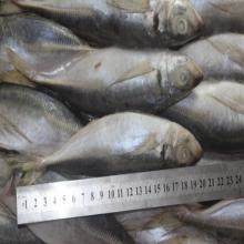 frozen jack mackerel fish(trachurus japonicus) wholesale for market