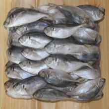 whole round frozen japanese horse mackerel/japanese scad