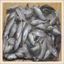 high quality frozen fish pacific jack mackerel in good price