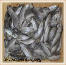 whole round  frozen   big   eye s horse  mackerel  wholesale