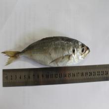 Frozen Altantic horse mackerel big eyes horse mackerel