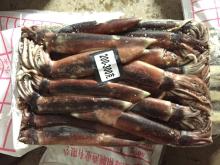 Whole round frozen squid argentina illex squid for wholesale 200-300G