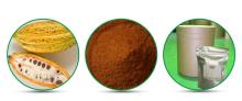 Pure natural  cocoa   seed   extract 