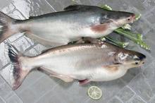 Pangasius Whole