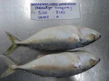 Indian Mackerel