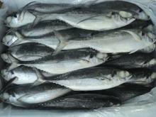Horse Mackerel
