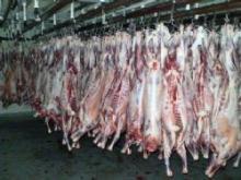 Top quality Australian Halal Lamb,  Mutton  and Goat  meat . Chilled or frozen. Whole carcasses or 6 cut