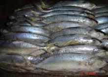 FROZEN MACKEREL FISH WHOLE ROUND WITH HEADS
