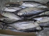  Fresh   Pacific   Mackerel   Fish 