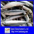 frozen Norway  stock  whl fish