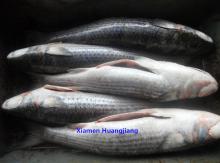  Frozen   Grey   Mullet  Gutted