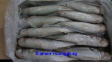 Grey Mullet Whole Round