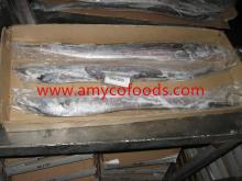 FROZEN WHOLE ROUND RIBBONFISH high quality