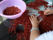 yunnan  chilli   ring s