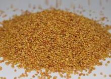 Resupinatum Clover Seed. (Persian Clover Seed)