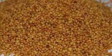 Berseem Clover Seeds