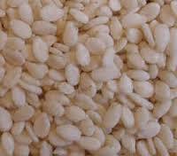 White Sesame Seed