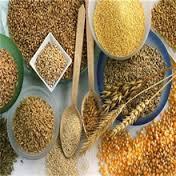 Feed Barley/ Animal feed barley