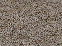 White Millets