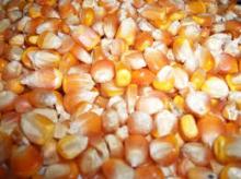 Dry yellow corn