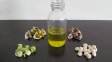 Moringa Oil