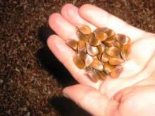 Beech nut oil