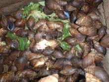 Escargots / Frozen Snails ( Helix  Aspersa  Muller ).