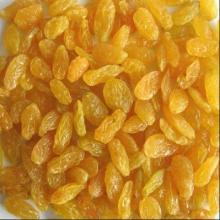 golden raisin