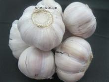 Vietnam Garlic Sovimexco