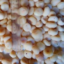 Canned Water Chestnut