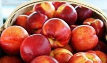 Best Price of Fresh/ Frozen Passion Fruit with High Quality