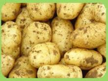 2015  FRESH  POTATO FOR  EXPORT 