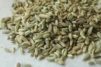 Fennel