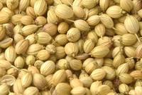 Quality Coriander Seeds