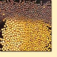 Mustard Seeds