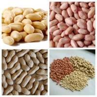  Blanched   Peanut   Kernel s