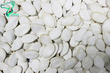 snow white pumpkin seeds