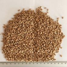 Best Quality Milling Wheat bv