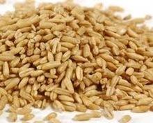  Feed   Barley 