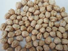 Kabuli  And  Desi   Chickpeas 