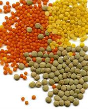  Red   Lentils 