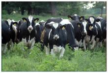 Holstein heifers cattle live sheep for sale