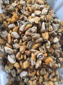 Cooked Blue Mussel Meat