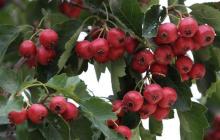 Hawthorn Extract Powder