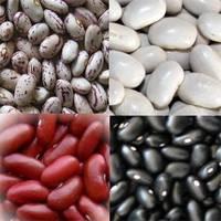 2015  White /Black  Light  Speckled  Kidney   Bean s (LSKB) Pinto  Bean s/Sugar  Bean s Best Price